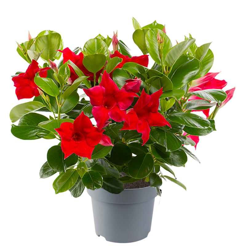 Дипладенія (Сундавіл) Mandevilla Jade Scarlet