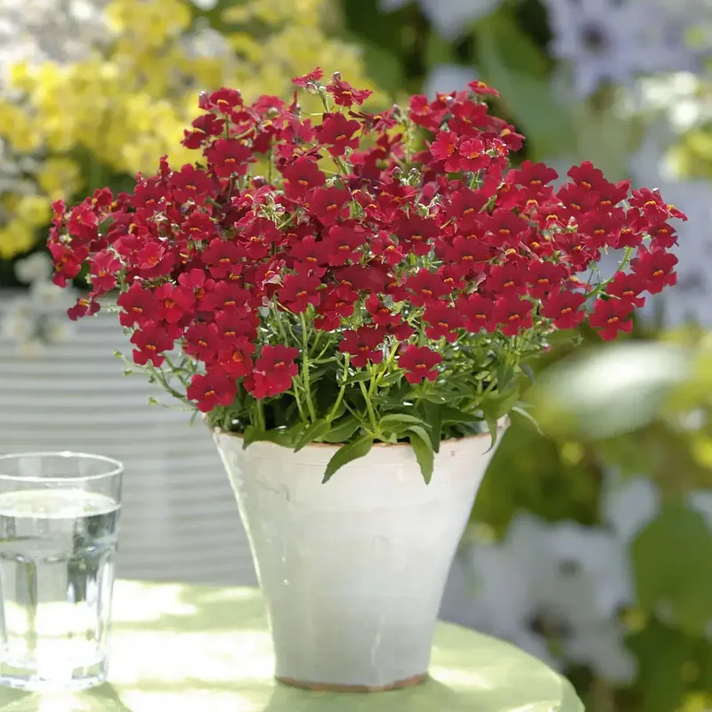 Немезія Sunsatia Little Cherry