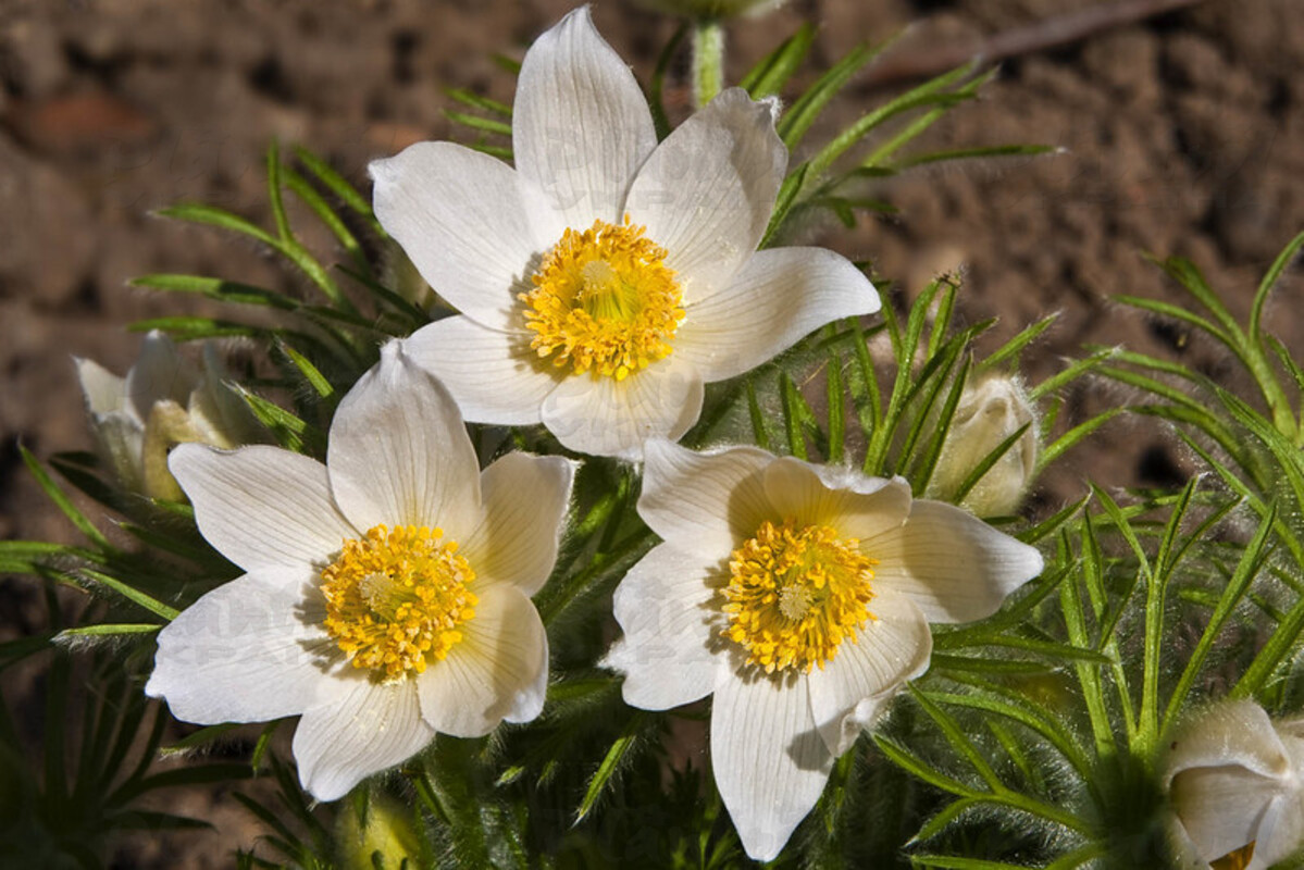 Пульсатіла Pinwheel White