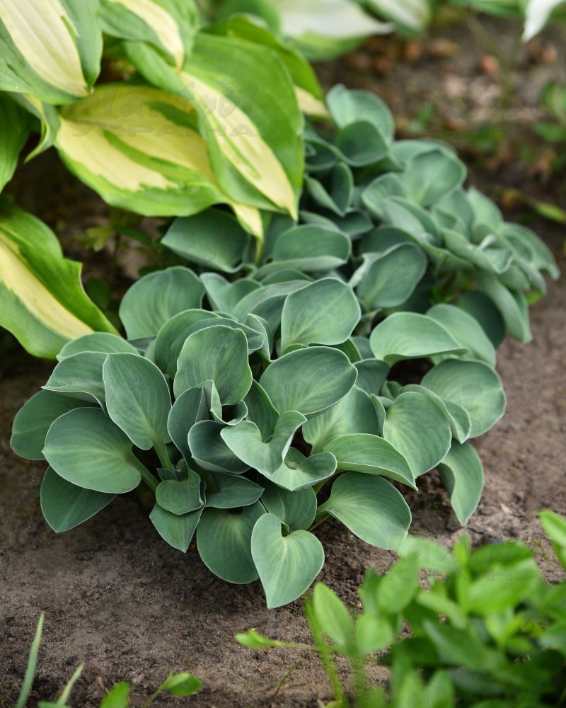 Хоста карликова Blue Mouse Ears (Vitroflora)