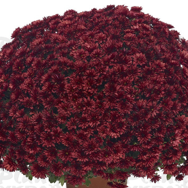 Хризантема дрібноквіткова горшкова Aduro Red
