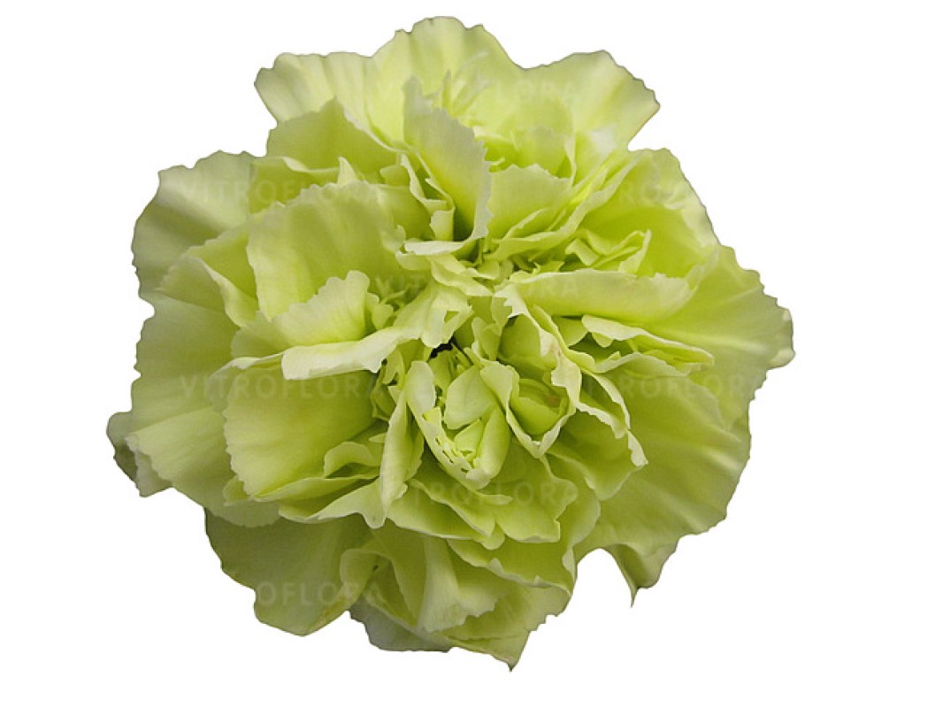 Гвоздика зрізна caryophyllus Grinch (Vitroflora)