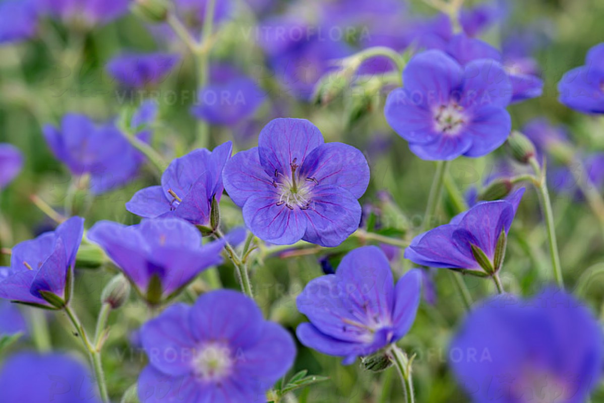 Герань Brookside (Vitroflora)