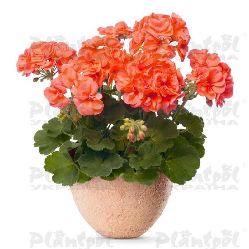 Пеларгоні зональна Zonale Stefanie