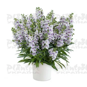 АНГЕЛОНІЯ/ANGELONIA