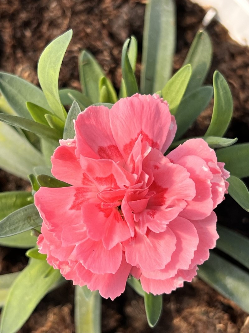 Гвоздика Oscar Pink
