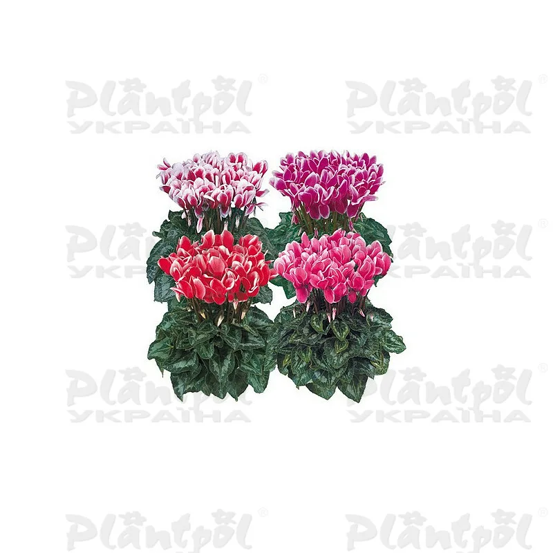 Фото 3
