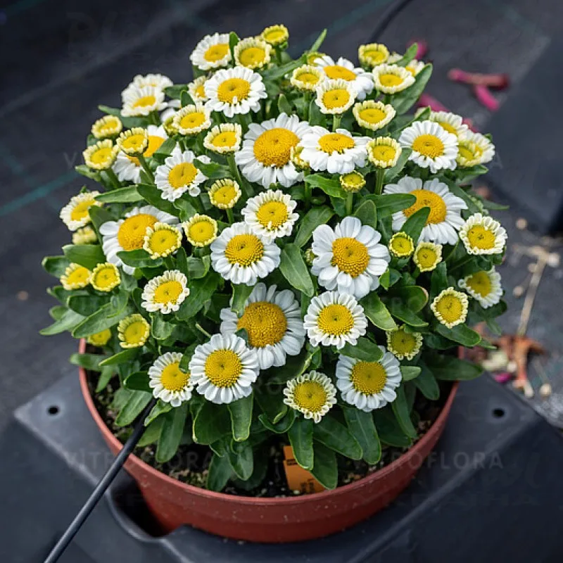Фото 2