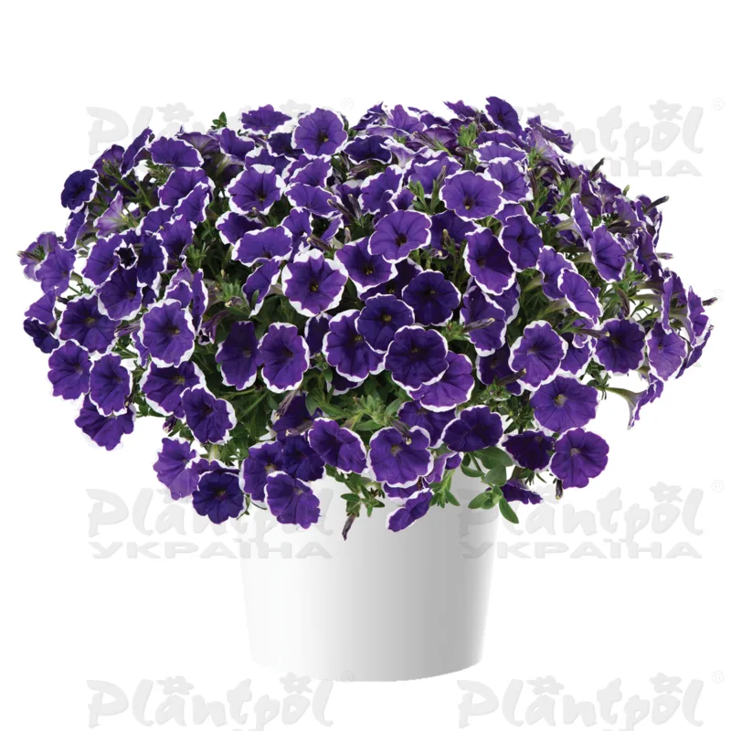 Петунія Cascadias Rim Violet