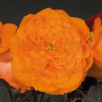 Фото 2