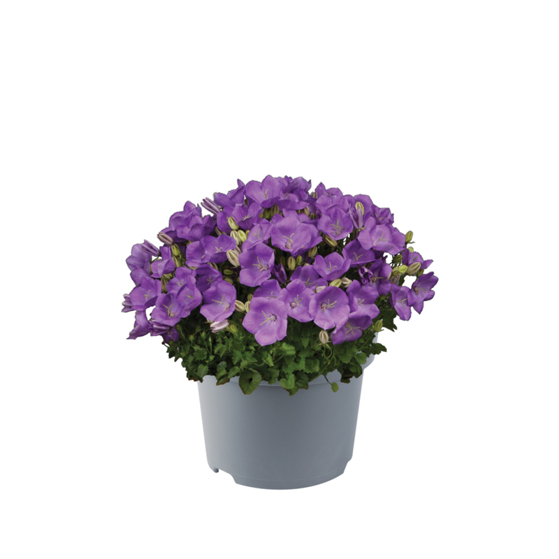 Кампанула carpatica Perla Blue (288 палета/Florensis)