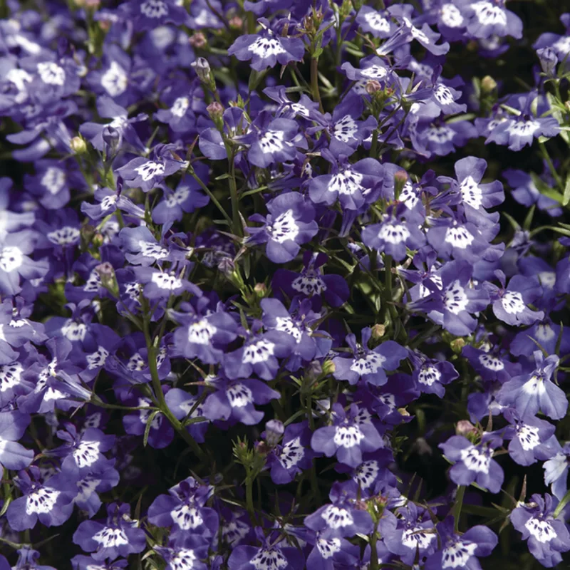 Фото 1