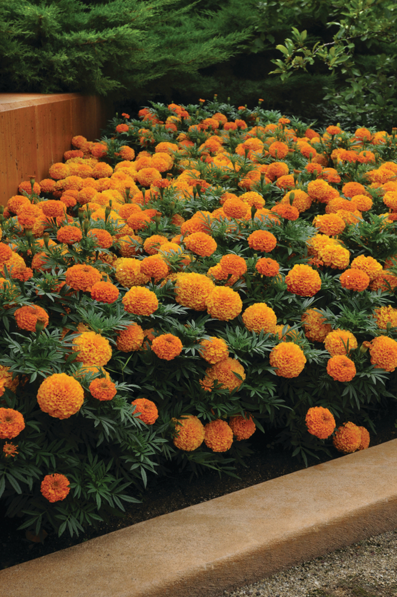 Тагетес великоквітковий erecta Taishan™ Orange (510 палета/Florensis)