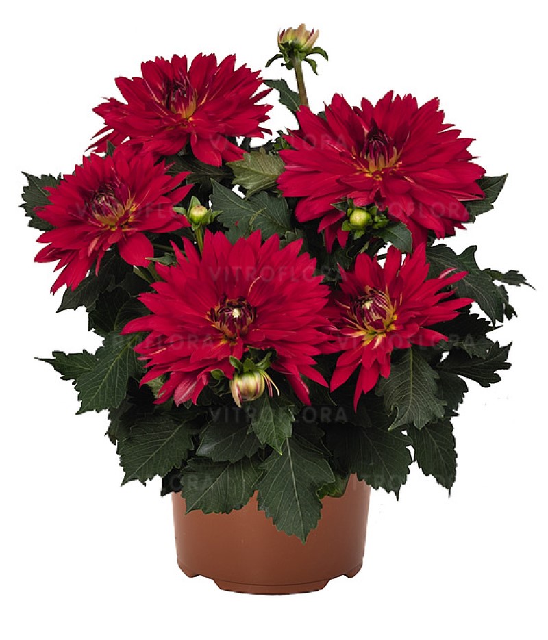 Жоржина XXL Ruby Red