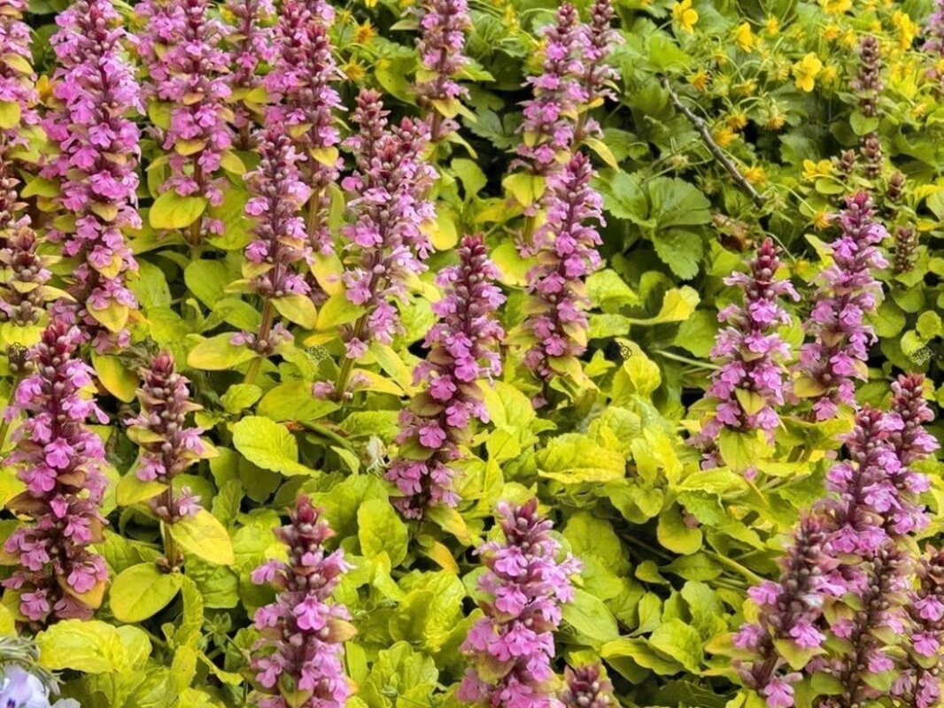 Аюга Gold Chang (Vitroflora)