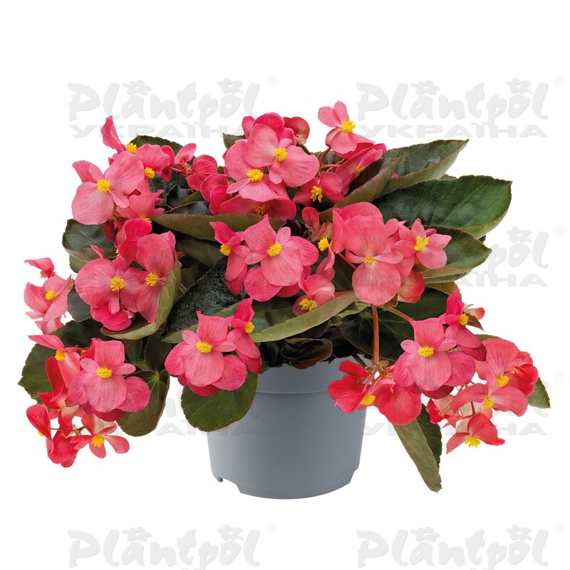Бегонія Hybrida Big Rose Bronze Leaf (84 палета/Florensis)