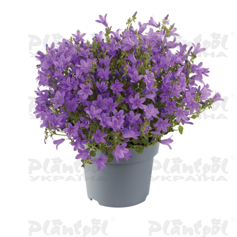Кампанула portenschlagiana Catharina (128 палета/Florensis)