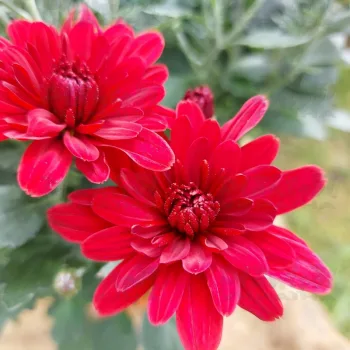 Фото 6
