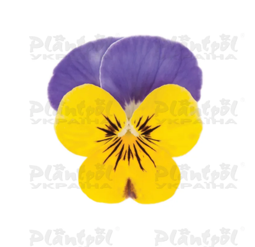 Віола cornuta Quicktime Yellow Blue Jump Up