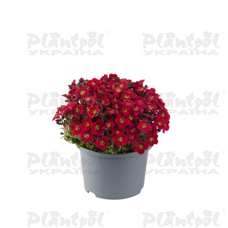 Саксіфрага Marto Red (Florensis)