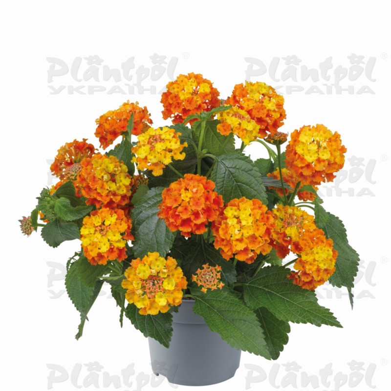 Лантана Bloomify Orange (128 палета/Florensis)