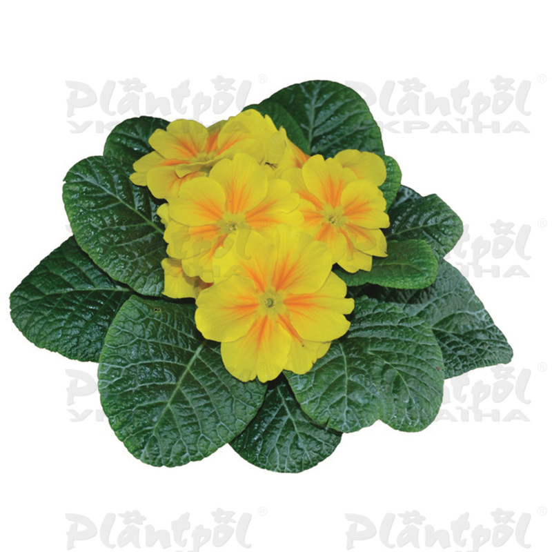 Примула vulgaris Premium F1 Yellow