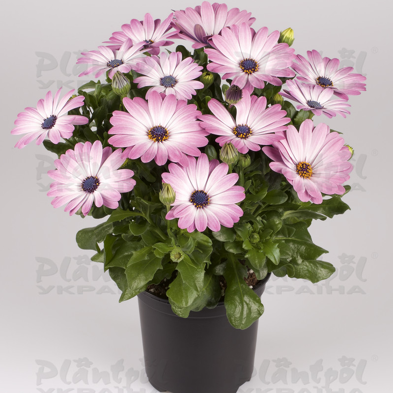 Остеоспермум Dalina Felicity