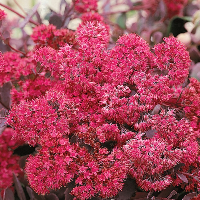 Седум ґрунтопокривний Bertram Anderson (Vitroflora)