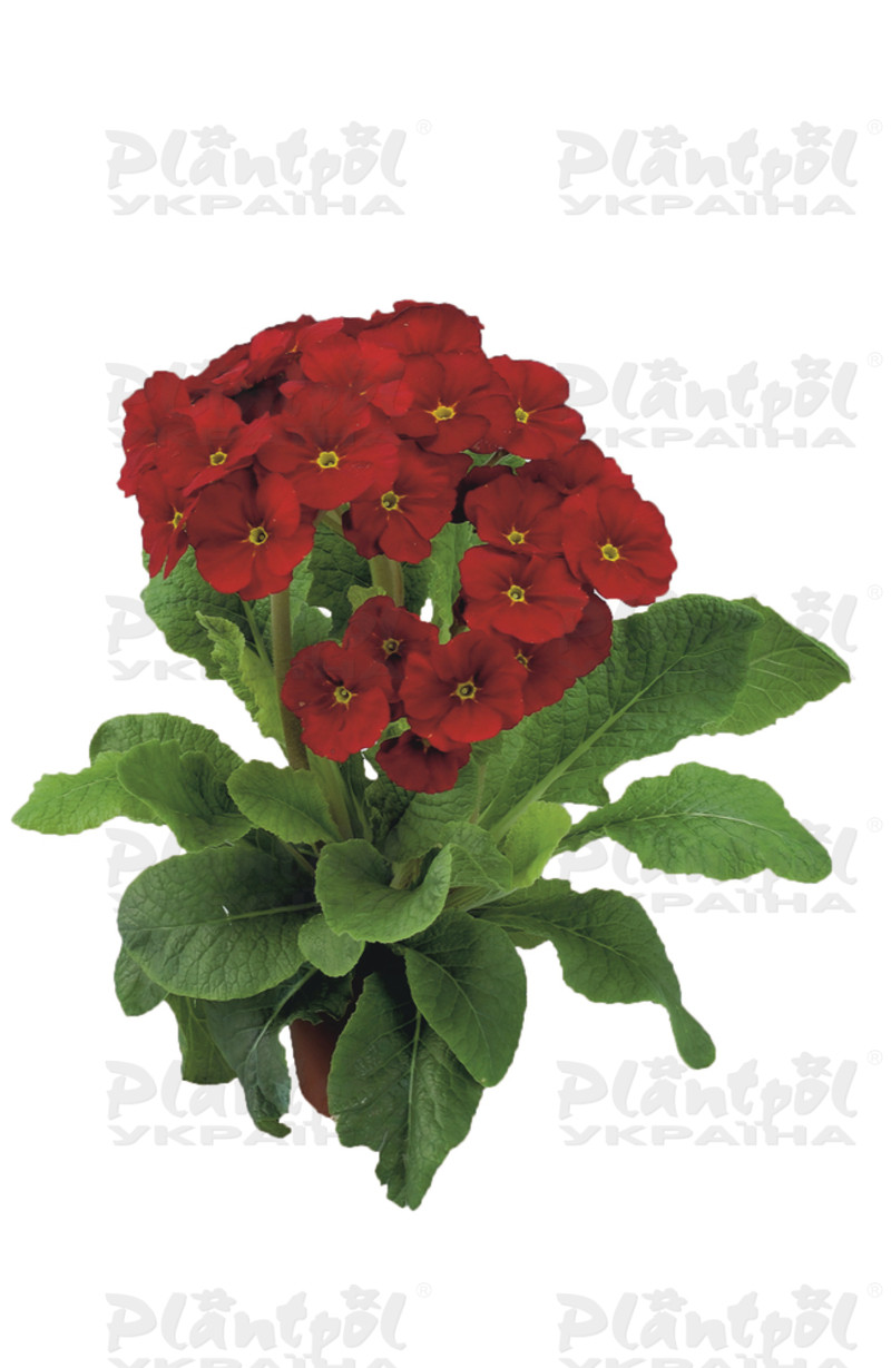 Примула vulgaris Stella F1 Red