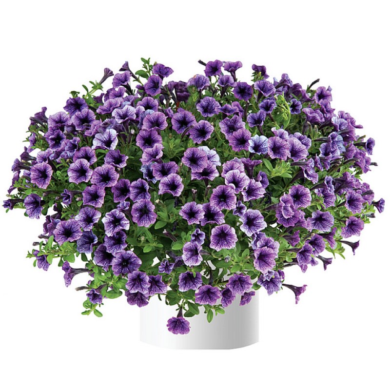 Петунія Littletunia Blue Vein