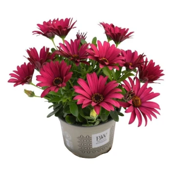 Остеоспермум SpringStar