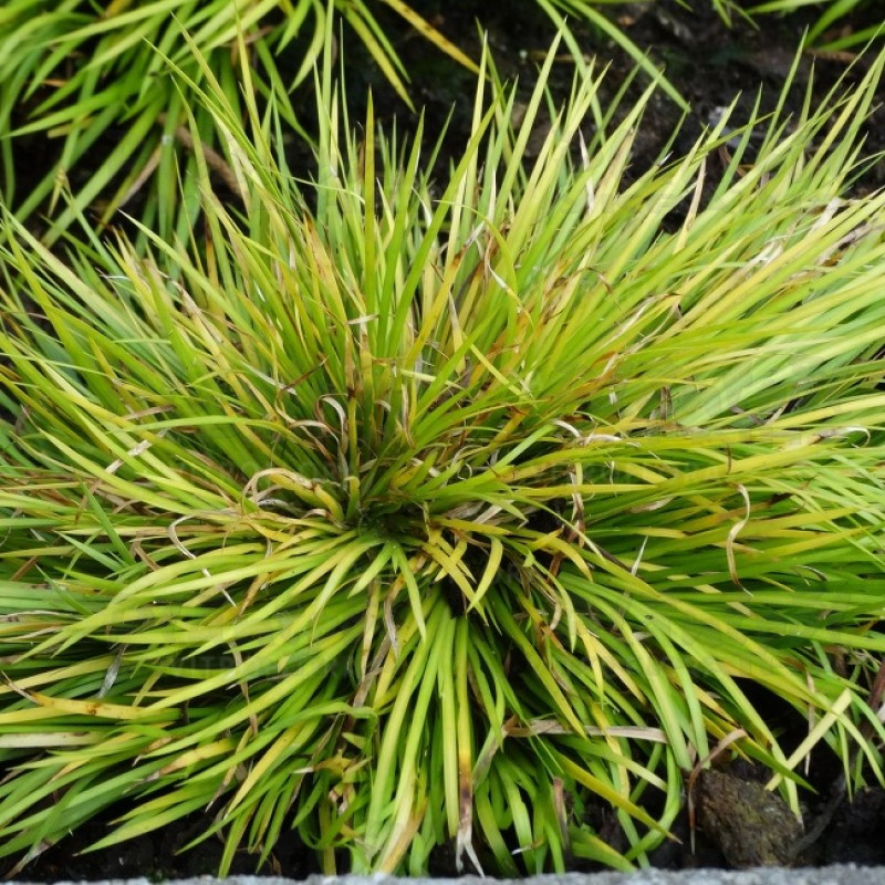 Акорус Hakuro Nishiki (Vitroflora)