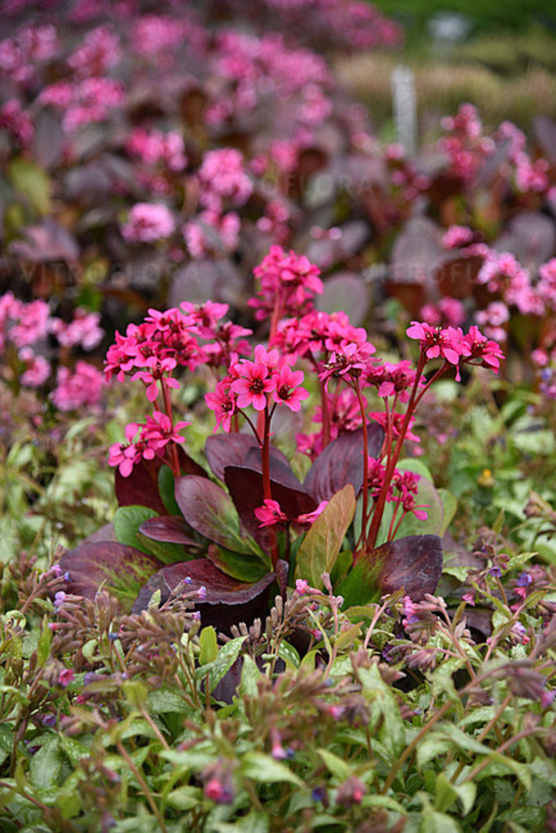 Бергенія Early Brilliance Magenta (Vitroflora)