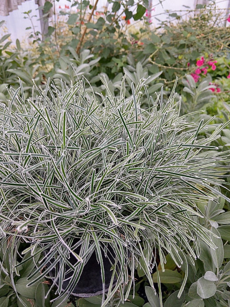 Фіцинія Frosty Morning (Vitroflora)