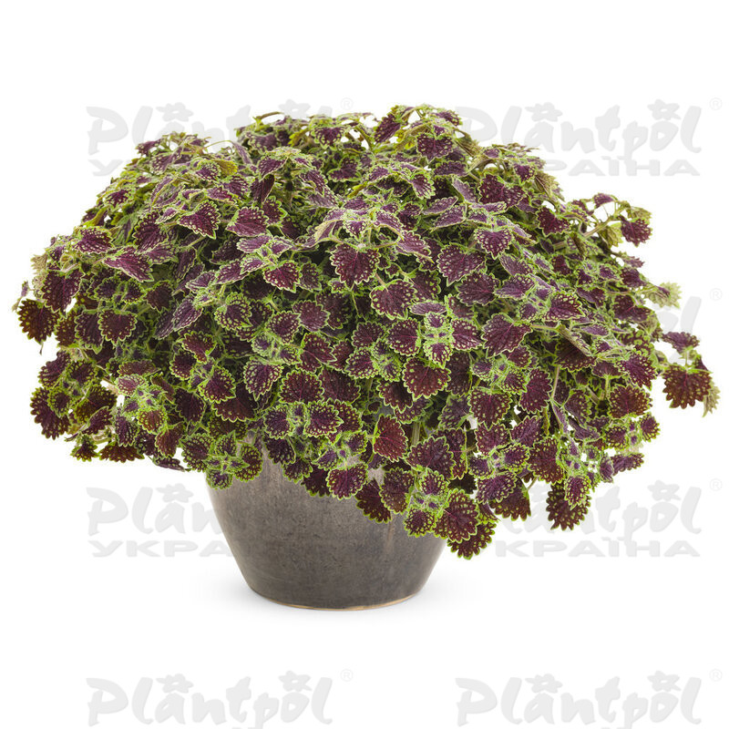 Колеус Chocolate Drop