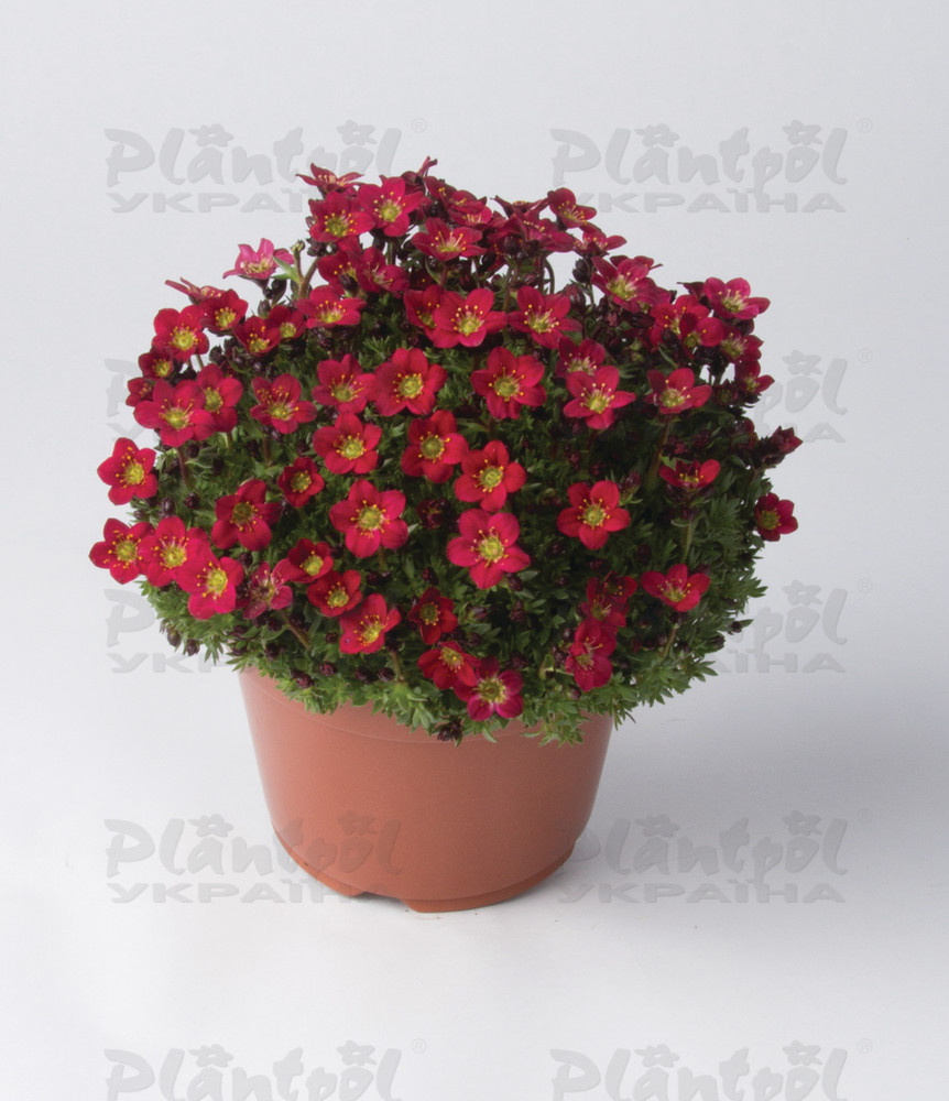 Саксіфрага Pixi Pan Red