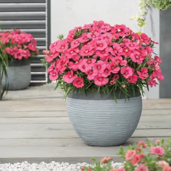 ГВОЗДИКА/  DIANTHUS