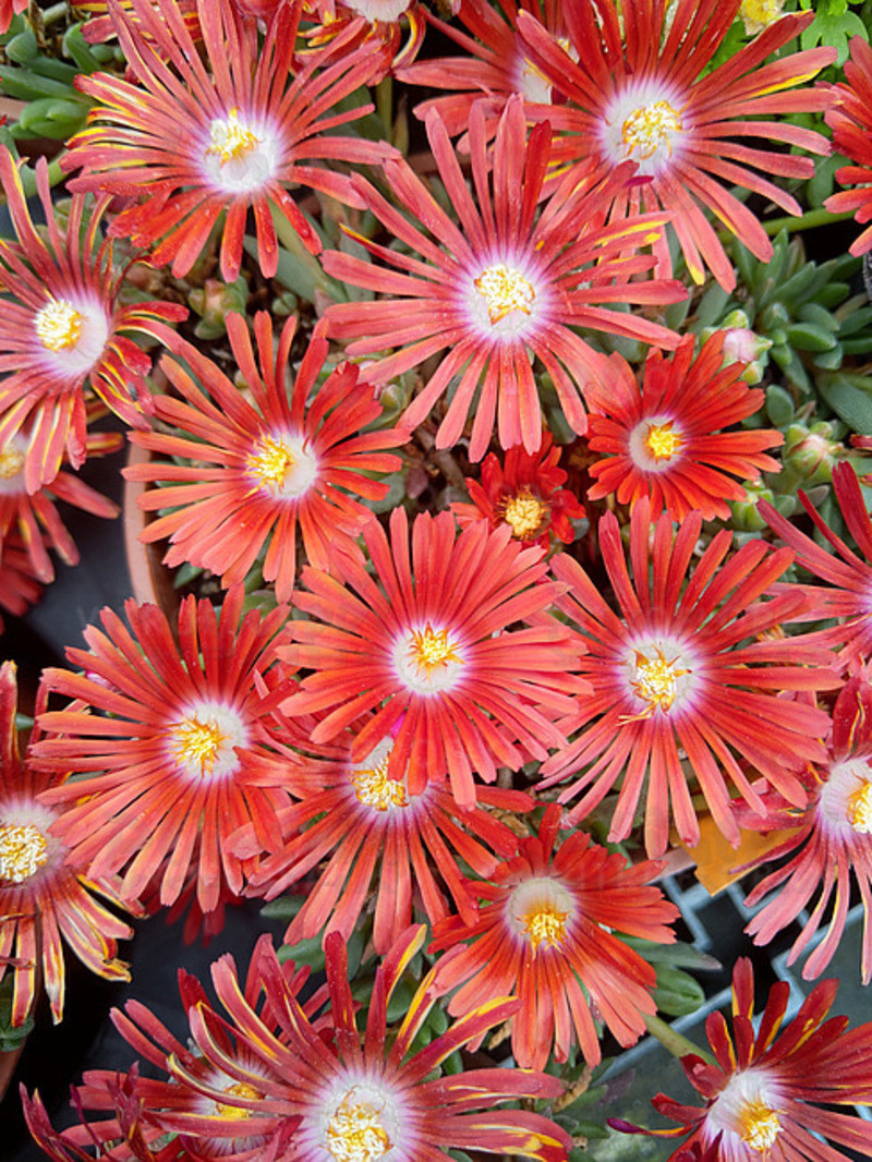 Делосперма Sundella Flame (Vitroflora)