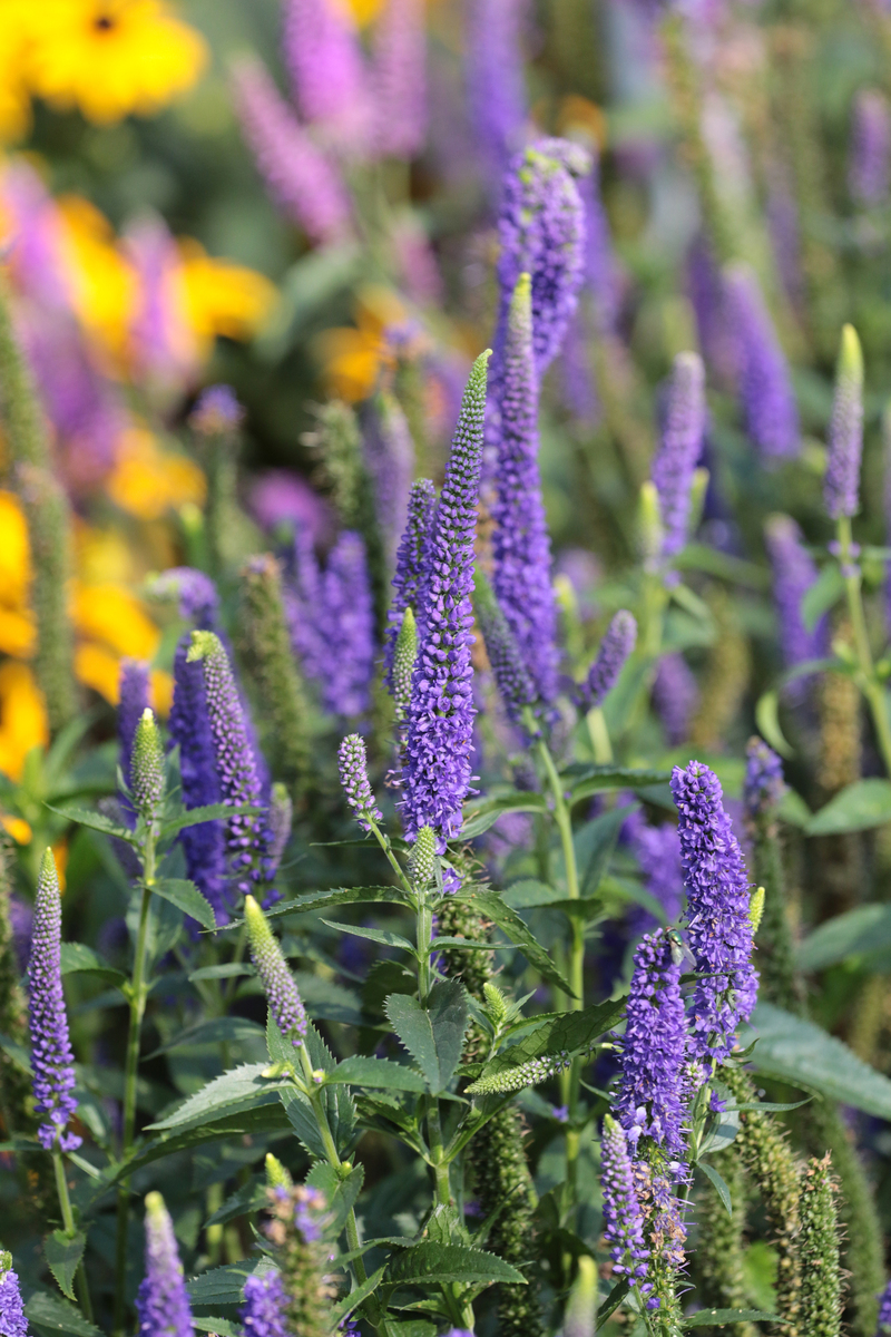Вероніка First Glory (Vitroflora)
