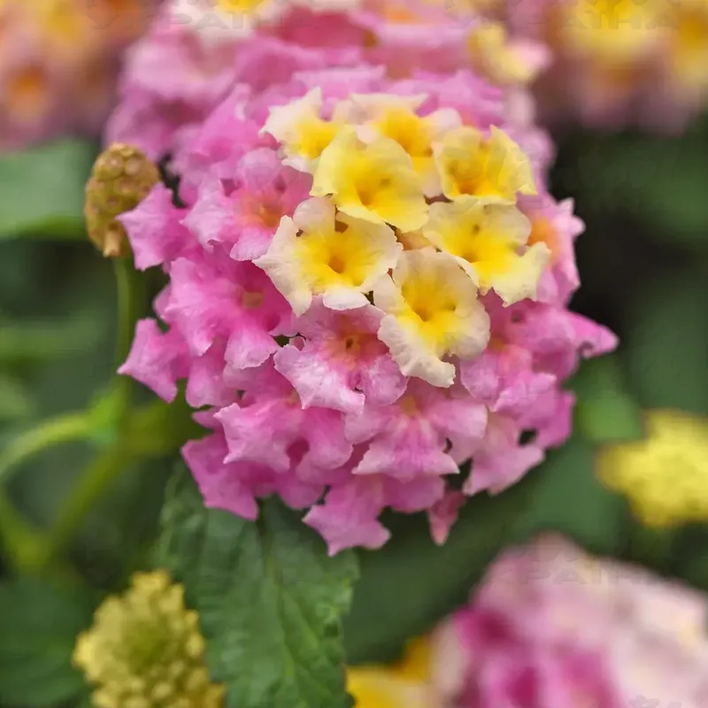 Фото 2