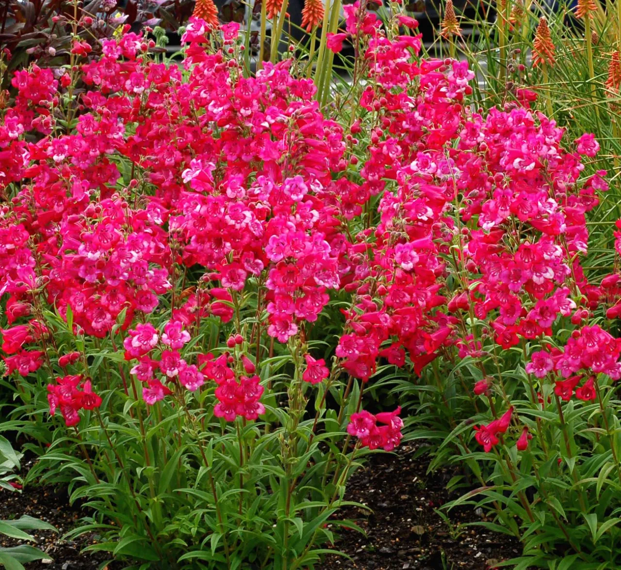 Пенстемон Cha Cha Hot Pink (Plantpol)