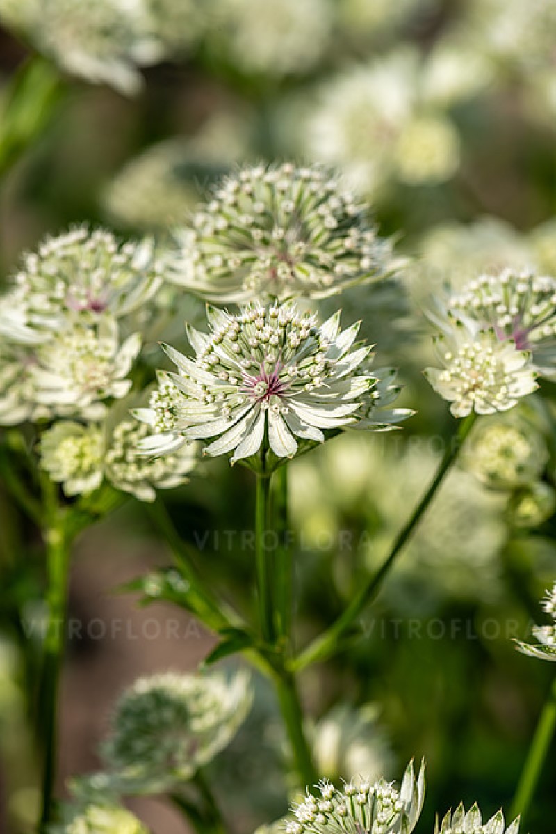 Астранція Astra White (Vitroflora)