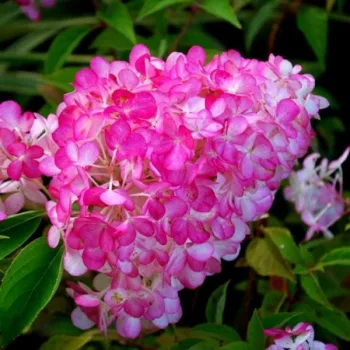 Фото 2