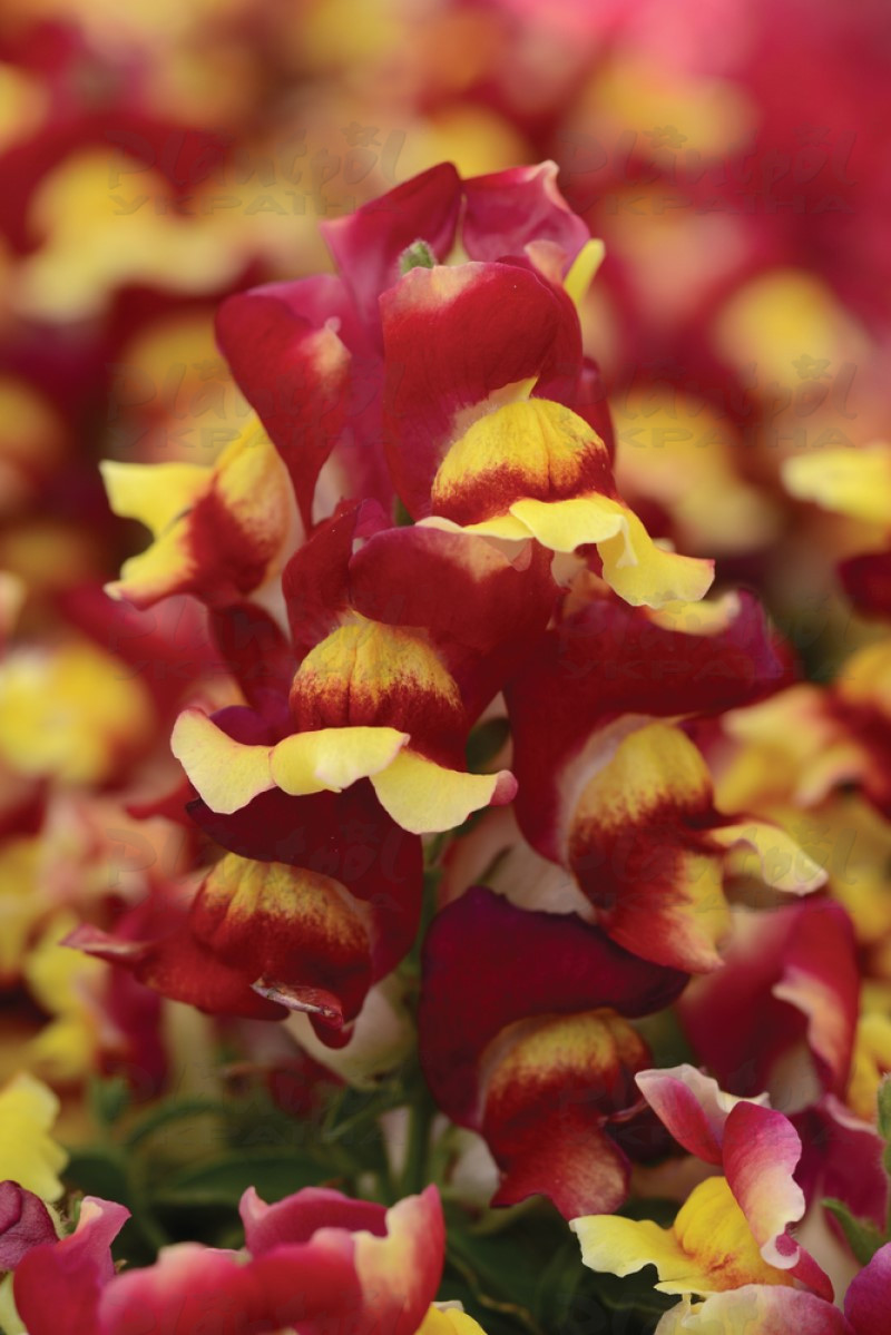 Антірінум majus Snapshot F1 Red Bicolour (288 палета/Florensis)