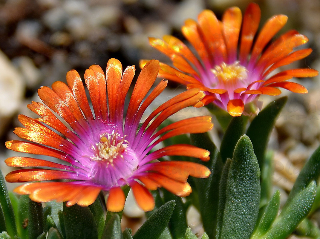 Делосперма Sundella Apricot (Vitroflora)