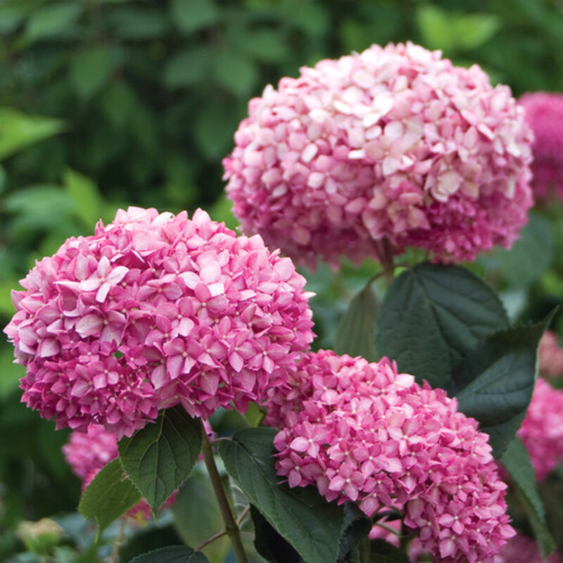 Гортензія Arborescens Pink Annabelle (напівпродукт)