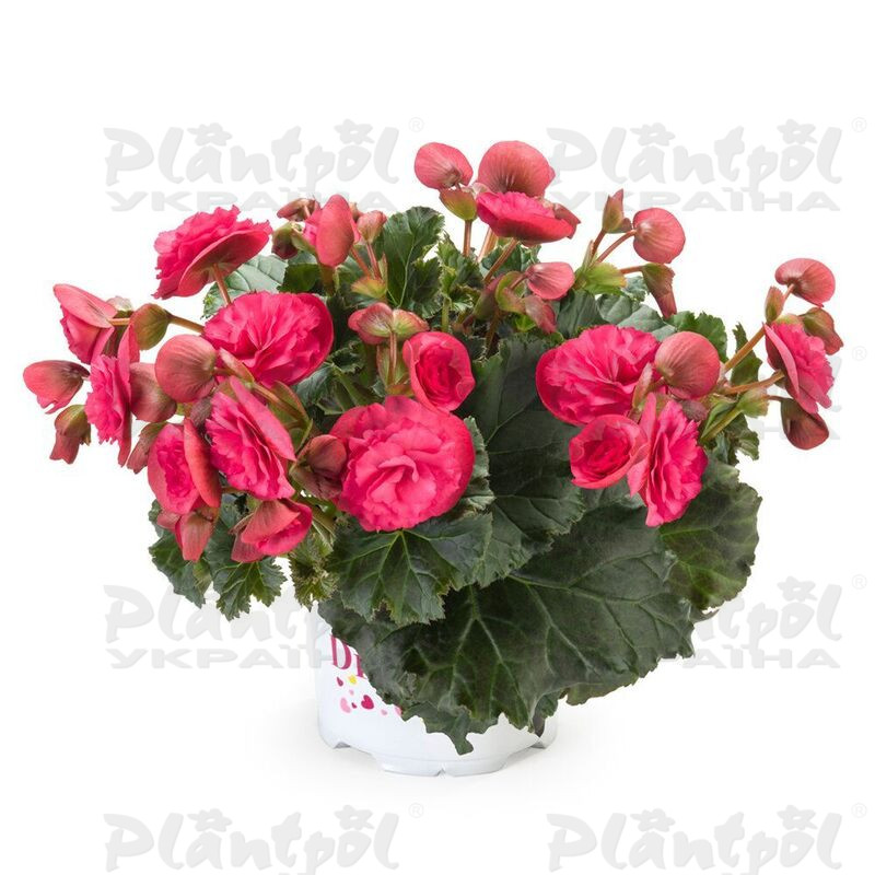 Бегонія Cottage Vermillion Hot Pink