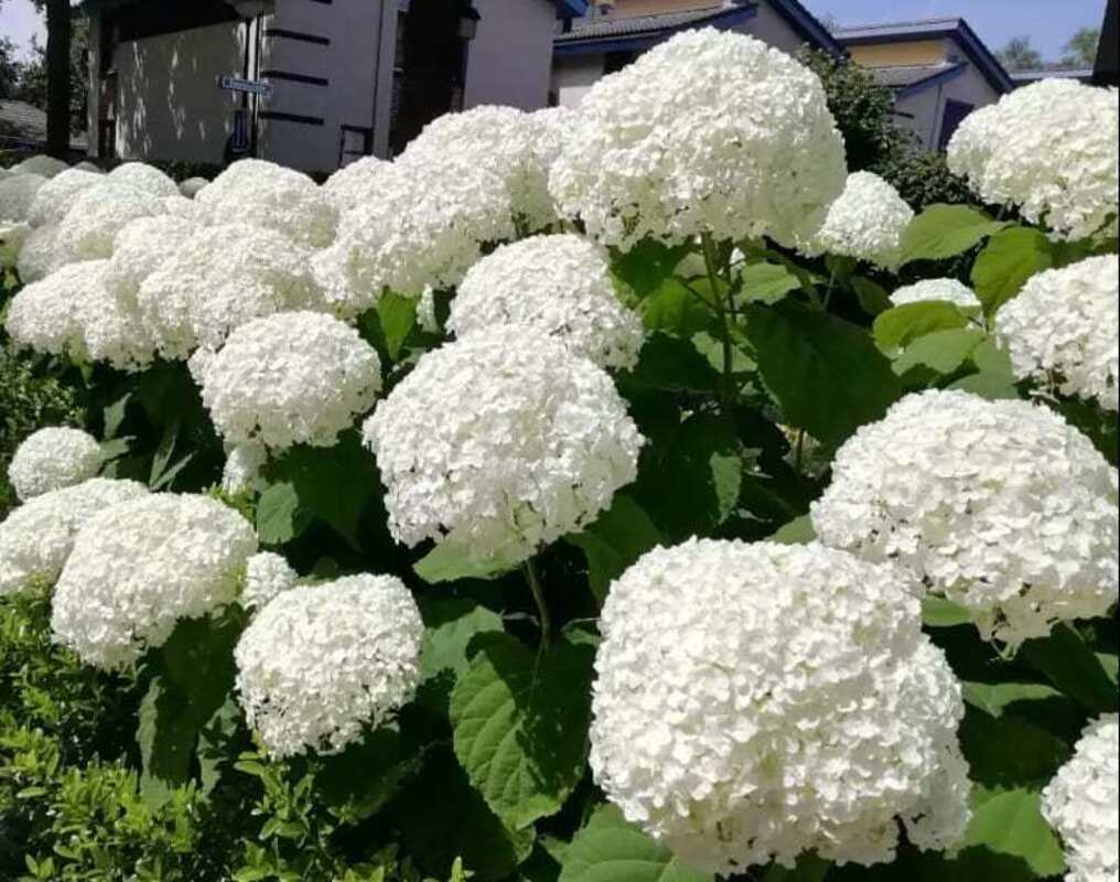 Гортензія Arborescens Strong Annabelle (напівпродукт)