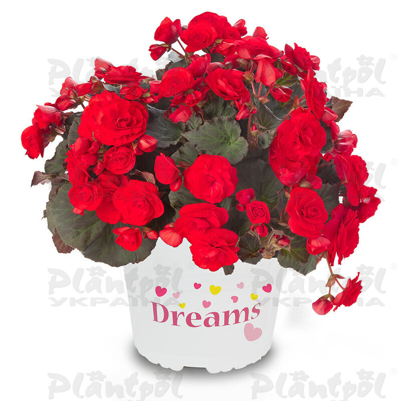 Бегонія Solenia Red Improved