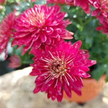 Фото 6